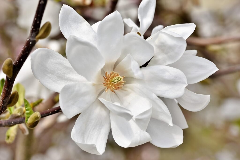 magnolia, magnolia tree, blooming, magnolia family, magnolia flower, blossoms, pink, spring bloomers, bud, bloom, plant, spring, nature, magnolia, magnolia, magnolia, magnolia, magnolia, magnolia flower
