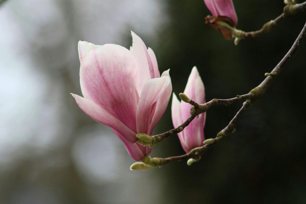 Delicate pink magnolia flowers blossoming in spring, capturing nature's beauty.