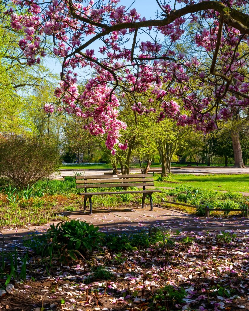 Peaceful park scene with blooming magnolia trees and a wooden bench on a sunny spring day.